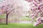 Magnolienbäume