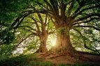 Foto wunderschöner Bäume 
&tilde; Bildnachweis: Urheber1