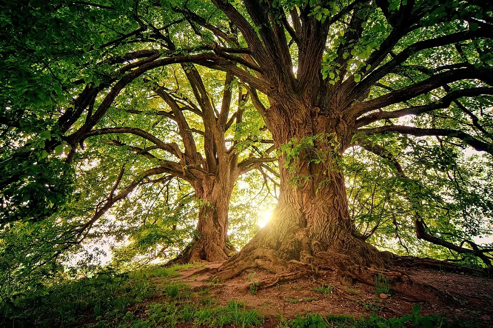 Foto wundersch&ouml;ner B&auml;ume