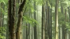 Bäume im Wald