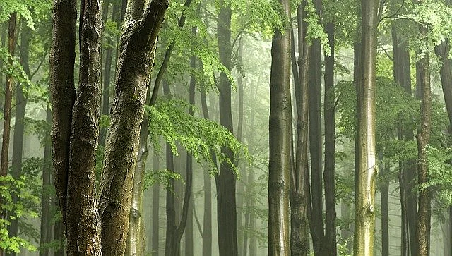 B&auml;ume im Wald
